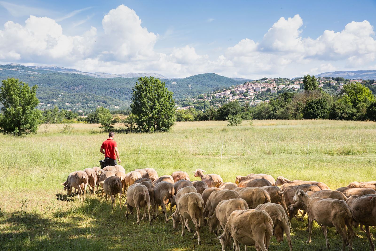 La ferme des claux - Cheptel de Brebis proche de Terre Blanche