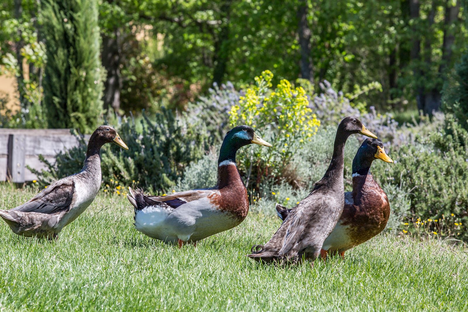 les canards en liberté dans la nature de Terre Blanche